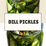 How to Make Dill Pickles Recipe